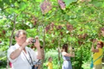 Ninh Thuan Province to grow more grapes