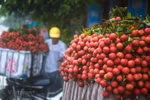 Vietnam becomes second largest exporter of lychees
