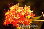Ashoca flower in full bloom in Phong Nha Ke Bang