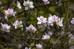 Ban flowers cast spell over northern mountainous areas