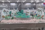 Tra fish production, exports surge