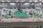 Tra fish production, exports surge