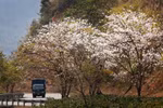 National Tourism Year 2024: Exploring the Land of Ban Flowers