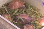 Nearly 480 wild animals rescued in H1