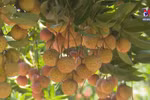 Digital transformation promoting consumption of Bac Giang lychees