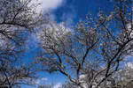 Plum blossoms cover Moc Chau valleys
