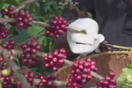 Improving coffee quality essential to expand exports to EU
