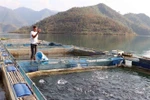 Fish cage farming in Lai Chau proves effective 