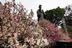 Hanoi cherry blossom festival 