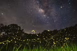 Fireflies captured in Cuc Phuong National Park