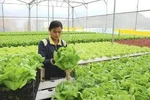Agriculture sector gains trade surplus of 8.8bln USD in 11 months