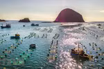 Phu Yen lobster farming 