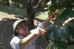 Son La increases chance to export longan to US, Australia