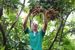 Sweet longan fruits of Hung Yen 