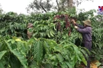 Vietnam to replant, transplant 107,000ha of coffee by 2025