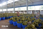 Vietnamese durian accounts for nearly 32% of China’s imports