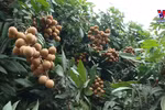 Vietnam finalises procedures to export longan to Japan