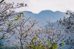 Ban flowers blooming under northwestern skies