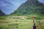 Buckwheat flower fields: unmissable check-in hotspots in Ha Giang