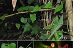 New plant and insect species found in Vietnam