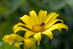 Wild sunflowers shine bright on Ba Vi mount 