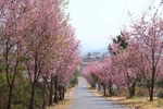 Cherry blossoms brighten Da Lat city