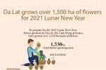 Da Lat grows over 1,500 ha of flowers for 2021 Lunar New Year