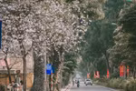 Ban flowers in full bloom in Hanoi