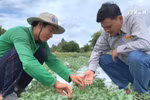 Vietnamese watermelon seeds exported to Japan for first time