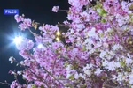 Hanoi cherry blossom festival to be held in March
