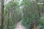 Ninh Binh sets good example in forest protection