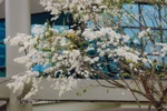 Stunning beauty of Sua flowers in Hanoi