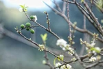 Mu Nau plum blossom brightens up Moc Chau plateau