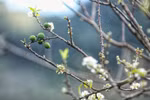 Mu Nau plum blossom brightens up Moc Chau plateau