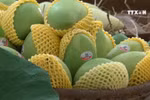 First batch of Vietnamese mangoes exported to US 