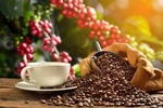 Coffee industry works to improve product value
