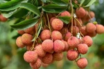 Bac Giang secures successful lychee crop in trying time