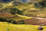 Northwestern provinces look to turn terraced fields into cultural assets
