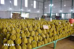 Vietnamese durian is increasingly popular among Chinese consumers. (Photo: VNA) 