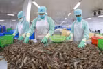 The shrimp export value is about 1.6 billion USD in the first half. (Photo: VNA)