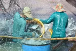 Farmers harvest tra fish (pangasius) in Dong Thap province (Photo:VNA)