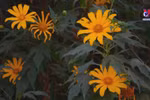 Wild sunflowers in full swing in Dien Bien