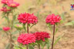 Tet colours on Da Nang flower fields 