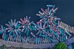 Vietnam photographer wins gold at int’l photo contest