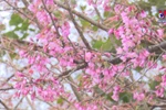 Cherry blossoms brilliant in Central Highlands town