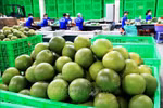 Vietnam’s fresh pomelo licensed to export to RoK