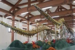 Vietnam’s largest whale skeleton display attracts visitors