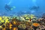 Nha Trang listed among top five Asian destinations for diving