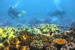 Nha Trang listed among top five Asian destinations for diving