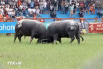 Buffalo fighting festival held in Do Son